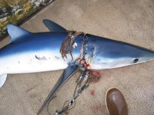 sharks-are-victims-of-marine-debris copy